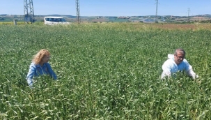 Silivri'de hububat ekili arazilerde süne ile mücadele çalışmaları devam ediyor