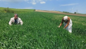 Silivri'de Süne Sürvey Çalışmaları Başladı