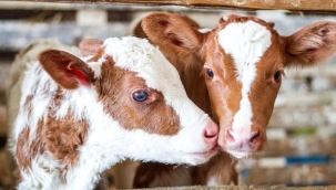 2021 Yılı 2. Dönem Buzağı Destekleme Başvuruları 15 Haziran'da Sona Eriyor