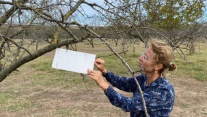 Çanta'daki meyve bahçelerindeki zararlılar feromon tuzaklarla kontrol ediliyor
