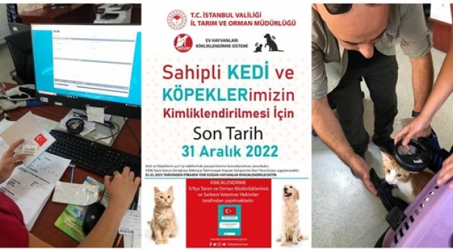 Sahipli kedi ve köpeklerin kimliklendirilmesi için son tarih açıklandı