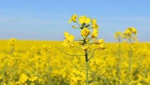 Silivri'de Kanola Tohumu Dağıtım ve Ekim Programı Düzenlenecek