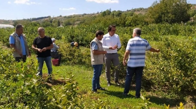 Yolçatılı çiftçi 10 dekar alanda yetiştirdiği Aronia Meyvelerini hasat etti