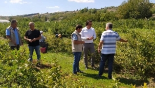 Yolçatılı çiftçi 10 dekar alanda yetiştirdiği Aronia Meyvelerini hasat etti