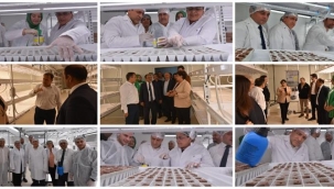 İstanbul Kapalı Dikey Tarım Uygulama ve ARGE Merkezi Projesi'nde İlk Tohumlar Ekildi