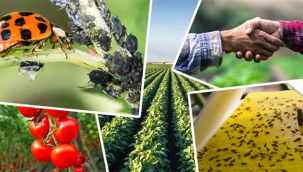 2023 Yılı Bitkisel Üretimde Biyolojik ve Biyoteknik Mücadele Destekleme Ödemeleri Yapılıyor