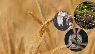 Tarımsal Destekleme Ödemeleri Hesaplara Aktarılacak