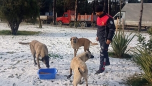Silivri Belediyesi, Can Dostlarımızı Soğuk Kış Günlerinde Yalnız Bırakmıyor!
