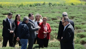Başkan Balcıoğlu, lavanta üretimini yerinde inceledi