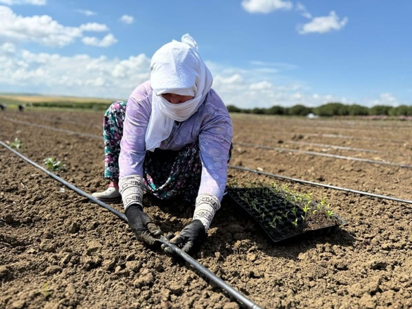 Silivri'de Tarımsal Üretim Hız Kesmeden Sürüyor