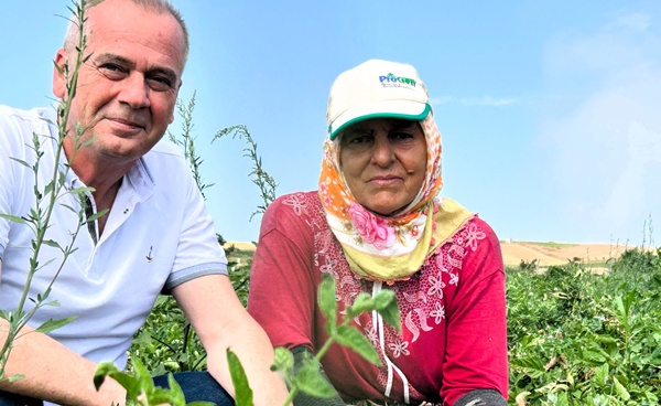 AK Parti Silivri Teşkilatından Değirmenköy'de Hasat Ziyareti