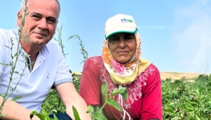 AK Parti Silivri Teşkilatından Değirmenköy'de Hasat Ziyareti