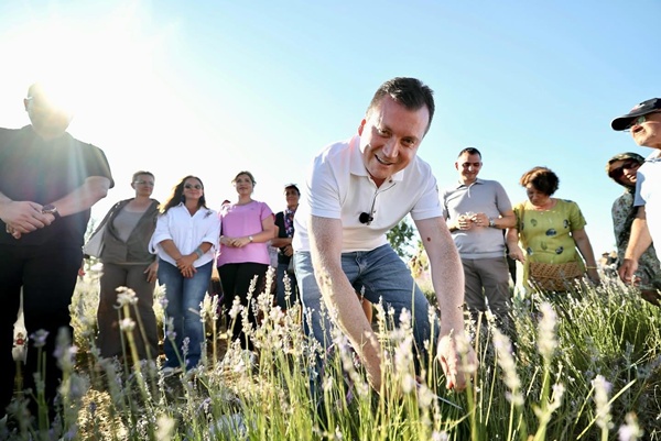 Geleneksel Lavanta Hasat Şenliği gerçekleşti
