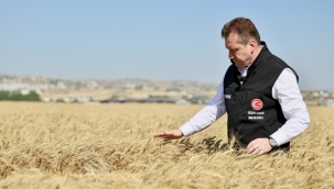 Silivri Belediyesi, Buğday Hasadını Tamamladı: İhtiyaç Sahiplerine Un, Çiftçilere Destek