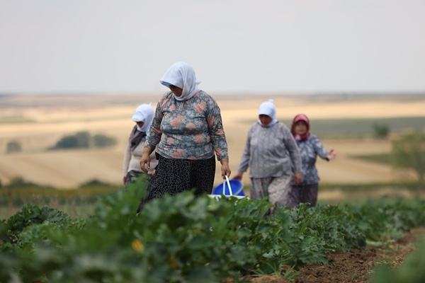 Silivri Belediyesi'nde Yazlık Sebze Hasadı Devam Ediyor