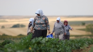 Silivri Belediyesi'nde Yazlık Sebze Hasadı Devam Ediyor