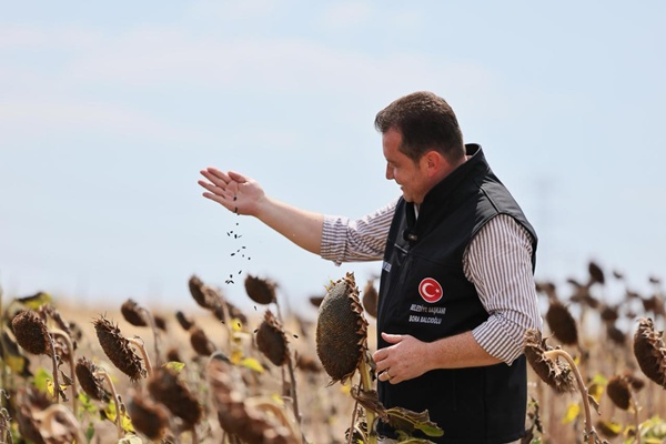 Silivri Belediyesi'nin Ayçiçeği Hasadı Başladı