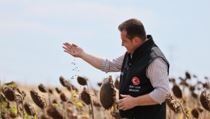 Silivri Belediyesi'nin Ayçiçeği Hasadı Başladı