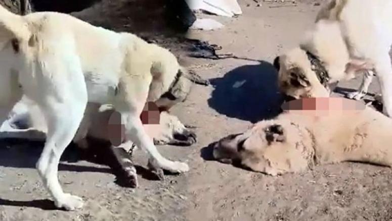 Kırıkkale'deki köpek dövüşü skandalına HAYKURDER'den tepki!