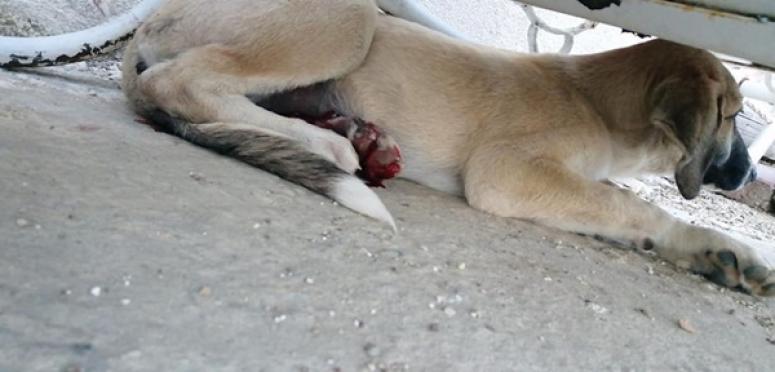 Vicdansız sürücü! Köpeğe çarptı, arkasına bakmadan kaçtı!