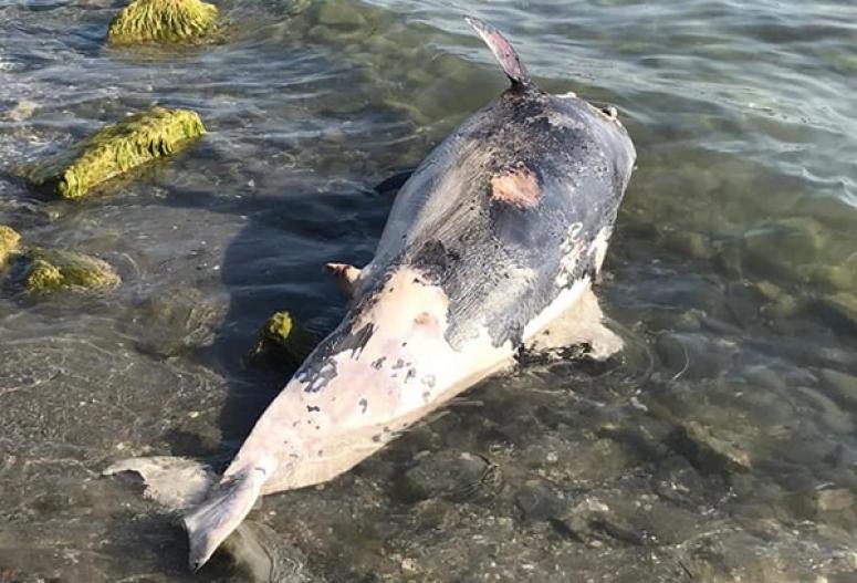 Semizkumlar'da Ölü Yunus Balığı Kıyıya Vurdu