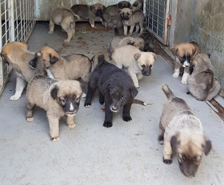 Binkılıç'ta ormana terk edilen yavru köpeklere, HAYKURDER sahip çıktı