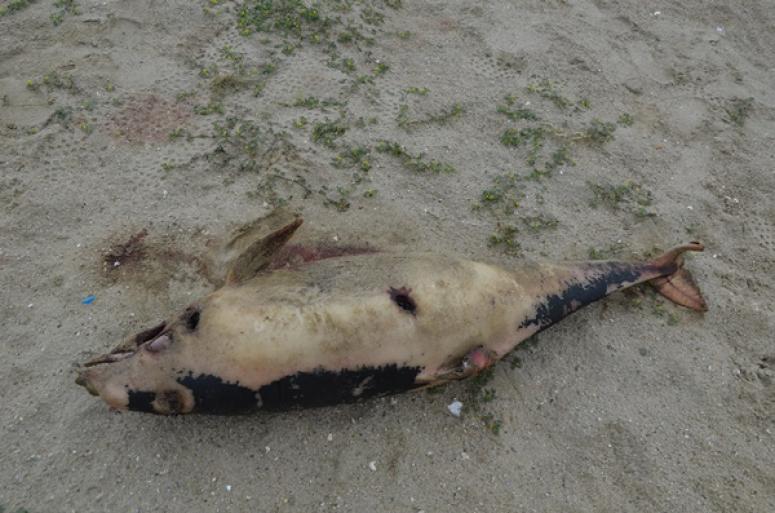 Silivri'de üzen görüntü: Ölü yunus karaya vurdu