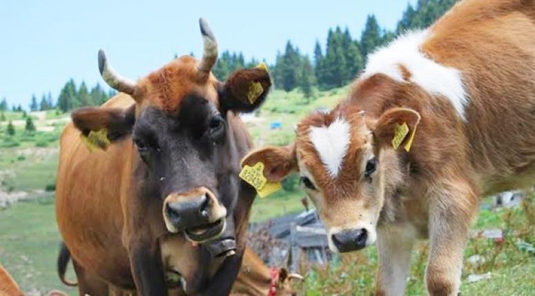 2019 Yılı Hayvancılık Destekleme Başvuru Tarihleri