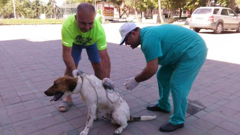 Kuduz aşısı çalışması başlatıldı