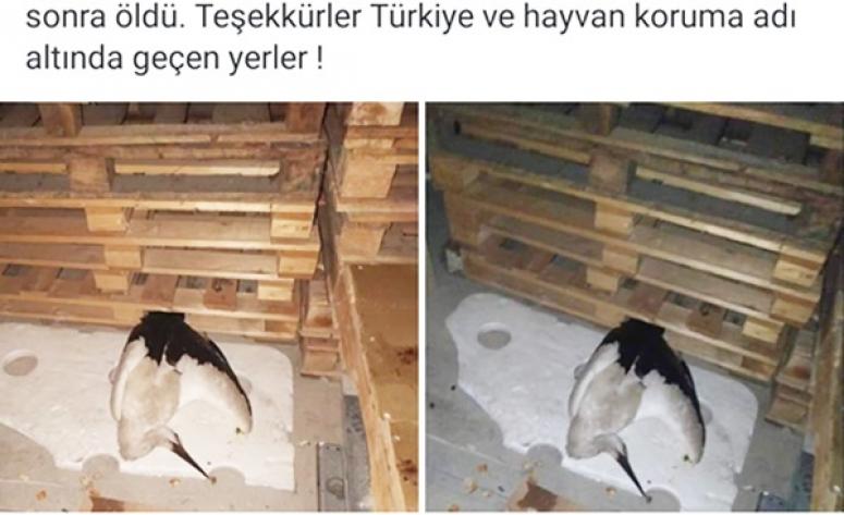 Leyleğin ölümünden kim sorumlu?